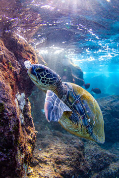 Hawaiian Green sea Turtle cruising in the warm waters of Maui
