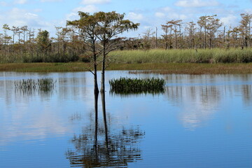 landscape in the wetlands