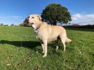 Blonde labrador looking left