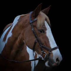 Obraz premium Close up of horse on black background