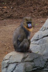 Monkey on a rock
