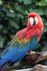 Close up of red parrot