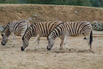 Fototapeta na wymiar Small Zebra herd