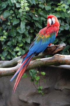 Macau Parot