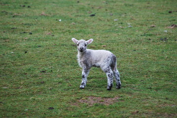 Obraz premium Lamb on grass