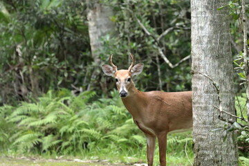 deer looking at the camera
