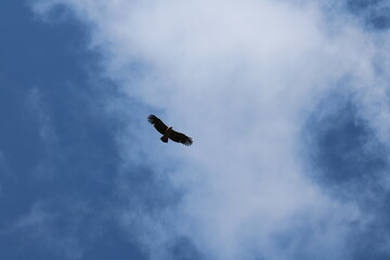 Foto de un gran pájaro llamado Cóndor volando a 4000 metros de altura, con nubes blancas de fondo.