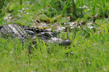 Alligator sunning in South Florida. 
