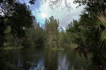 landscape in the wetlands