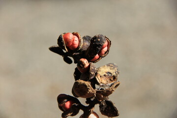 オガタマノキの実(一説によると、神道で用いられる「神楽鈴」のモデル)