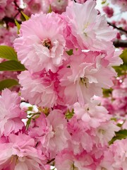 pink cherry blossom in spring