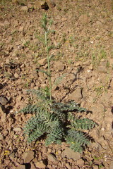 Alcachofra do Algarve (Cynara algarbiensis) 