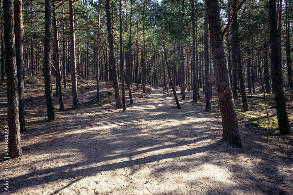 Poster Pine trees forest around Stilo lighthouse in Sarbsko Spit landscape park on the Baltic Sea coast in Poland