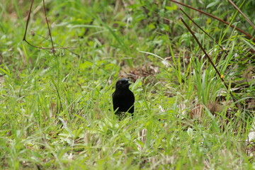 blackbird on the grass