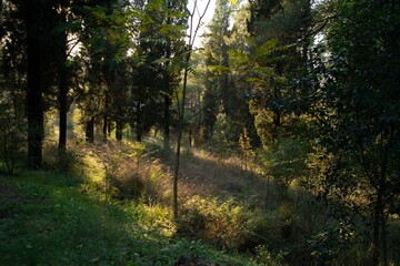 Abstraction. Gorica Central Park in Podgorica. The capital of Montenegro.