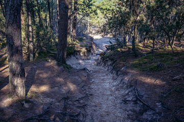 Path from Stilo lighthouse to beach in Sarbsko Spit landscape park on the Baltic Sea coast in Poland