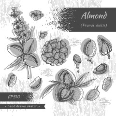 Collection of Almond kernels of nuts and a branch of almonds with nuts, fruits, flowers.
