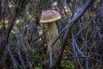Aureoboletus projectellus - a bolete native to North America in forest on Sarbsko Spit landscape park on Baltic Sea coast in Poland