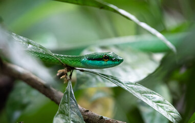 lora, Leptophis ahaetulla, green parrot snake, hiding and hanging on tree branch, Rainforest Costa Rica, central america jungle, camouflage, National Park