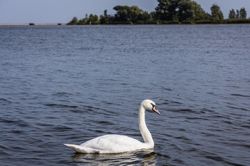 Mute swan on Wisla Smiala - one of the mouths of the Vistula River in Gdansk, Poland, view from Sobieszewo Island