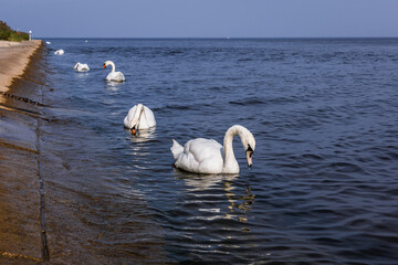 Swans on Wisla Smiala - one of the mouths of the Vistula River in Gdansk, Poland, view from Sobieszewo Island
