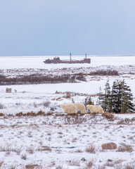 A mother polar bear and two cubs yearlings walking across the tundra lands of Hudson Bay with the shipwrecked boat, MV Ithaca in the background. 