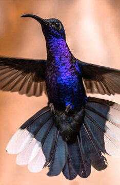 Hummingbird Hovering, Beautiful Flying Violet Sabrewing, Campylopterus Hemileucurus, Sharp Colorful Close Up Portrait Of Wild Bird In The Rainforest Of Costa Rica, Trochilidae