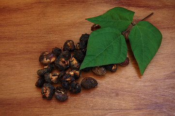  Dried Sapindus mukorossi nuts as natural natural laundry detergent and  branch with fresh green leaves  at wooden background. Zero waste concept.