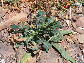 Prickly Lettuce (Lactuca serriola)