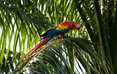 Colorful Parrot, beautiful Scarlet macaw, Ara macao, Wild Red Yellow Blue colored Bird, adorable macaw in Costa Rica sitting on Palm tree leaf with perfect pose, like a statue posing on palm tree