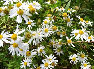 Selective focus of Common daisy (chamomile).