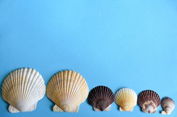 Japanese sea scallop seashells in a row on a blue background. close-up