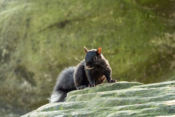 one small young grey squirrel resting on top of a big rock staring at you