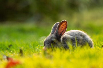 one cute grey bunny eating on green grass field with setting sunlight back lit its fur with beautiful golden glow