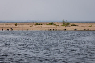 Ducks in nature reserve for birds called Mewia Lacha on Sobieszewo Island, Gdansk Bay in the Baltic Sea, Poland