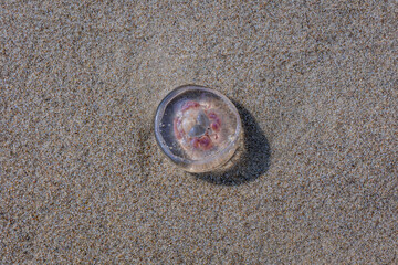 Sea jelly on a sand in nature reserve for birds called Mewia Lacha on Sobieszewo Island, Gdansk Bay in the Baltic Sea, Poland