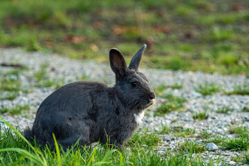 one cute young grey rabbit with white fur on the neck sits on gravel ground filled with green grasses