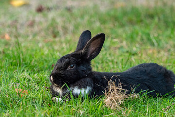 one cute black rabbit with white fur on the chest laying on the green grass field