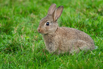 Naklejka na ściany i meble close up of one cute brown bunny sitting on green grass field in the park