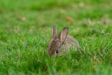 close up of one cute brown bunny eating on green grass field in the park