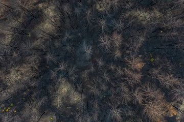 Lugansk Ukraine  burnt pine forest top view. dead forest after fire. drone photo. Burnt trees after a forest fire. ecological catastrophy