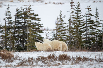 A mother polar bear and two young cubs yearlings facing away from the camera on tundra landscape with white snow, bushes and their fluffy butts bum facing the camera. 