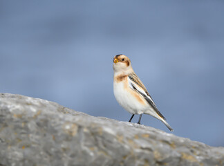 Snow Bunting Standing on Rock in Fall