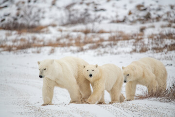 Obraz na płótnie Canvas A mother polar bear and two young cubs yearlings walking across the tundra landscape with white snow, bushes. One cub looking directly at the camera. 