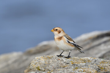 Snow Bunting Standing on Rock in Fall