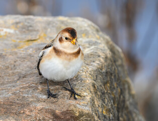 Snow Bunting Standing on Rock in Fall