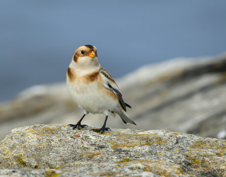 Snow Bunting Standing On Rock In Fall