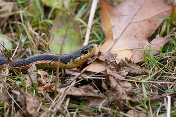 Eastern Garter Snake in Fall