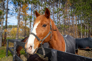 Fototapeta premium beautiful brown male horse portrait outdoor at fall