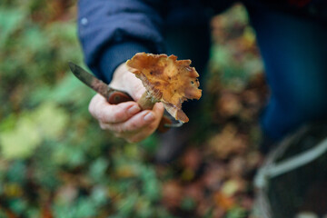 Mushroom harvest in the large Forest. Mushroom in the hand